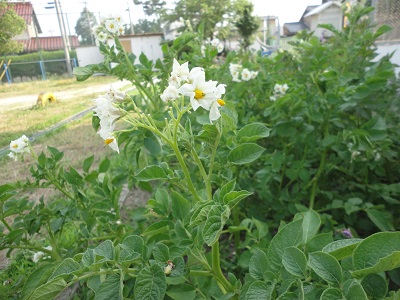 ジャガイモの花